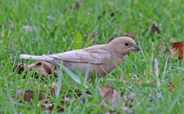 Brown-headed Cowbird leucistic