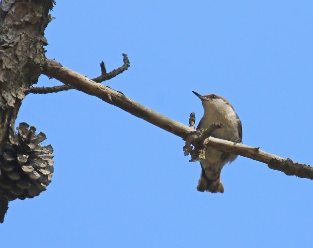 Brown-headed Nuthatch