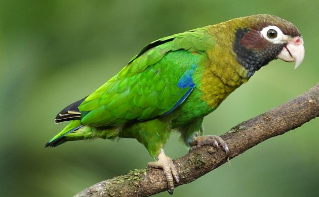 Brown-hooded Parrot