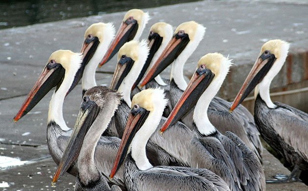 Brown-pelican_Lance-and-Erin-CC-ready