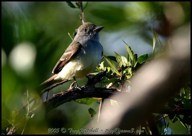 Brown-crested Flycatcher 2