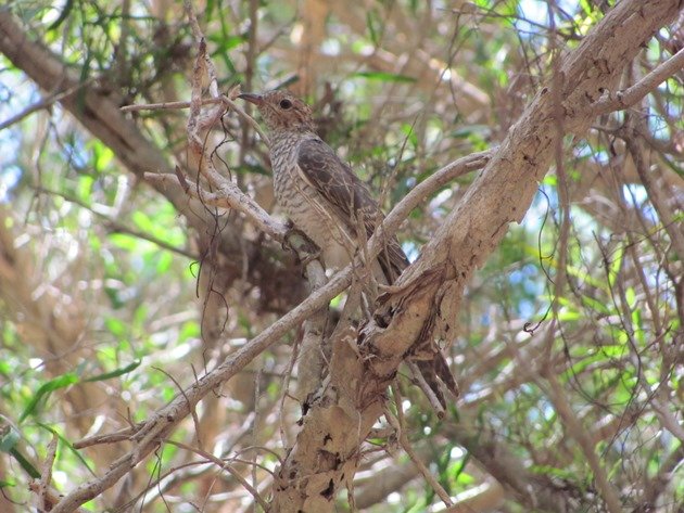 Brush Cuckoo (2)