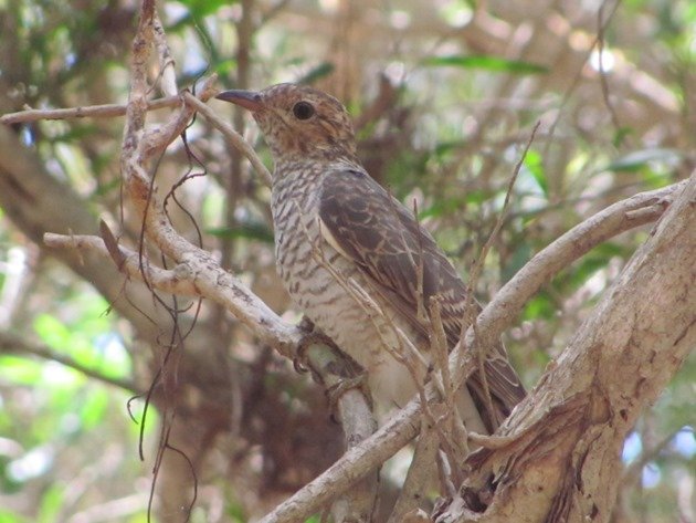 Brush Cuckoo (3)