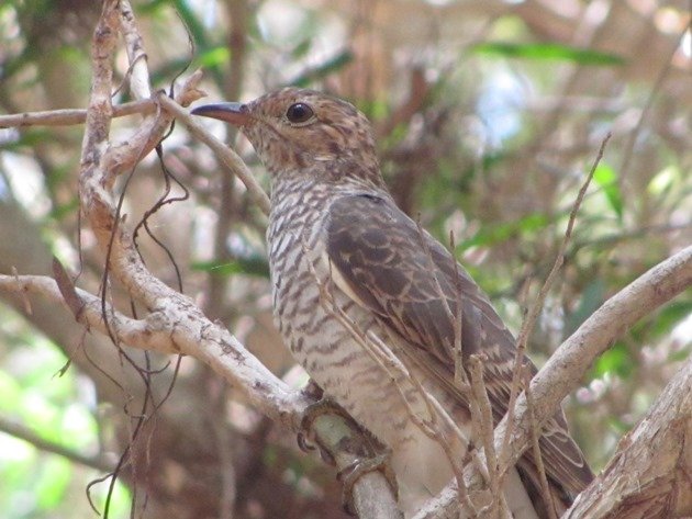 Brush Cuckoo (4)