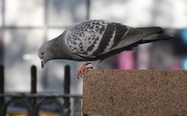 Bryant Park Rock Pigeon