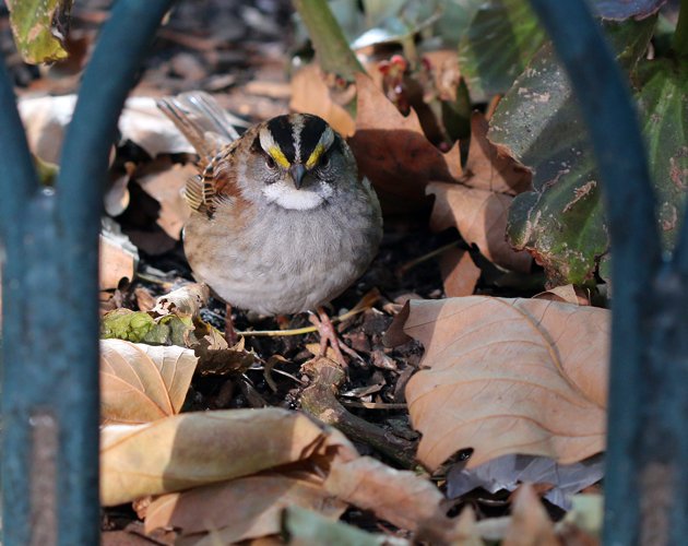 Bryant Park White-throated Sparrow