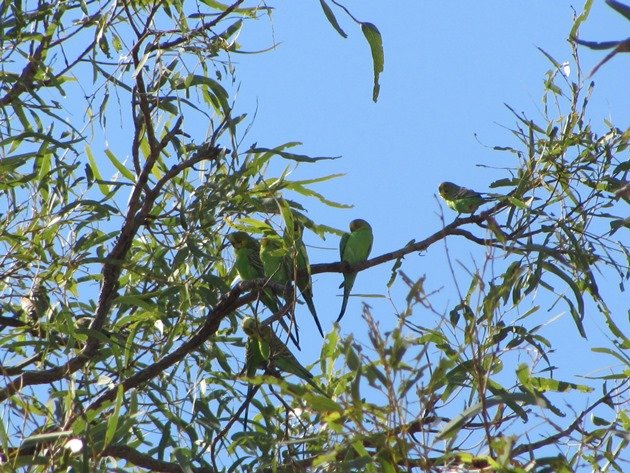 Budgerigars