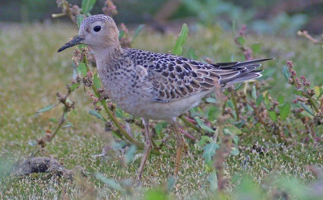 Buff-breasted Sandpiper