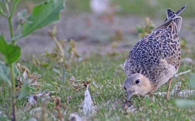 Buff-breasted Sandpiper feeding