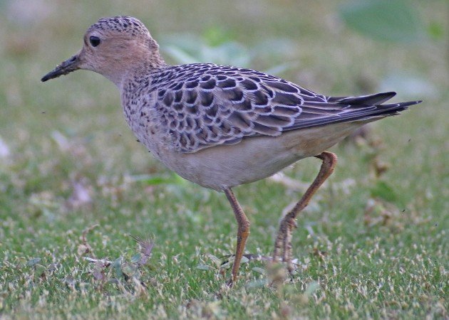 Buff-breasted Sandpiper walking away