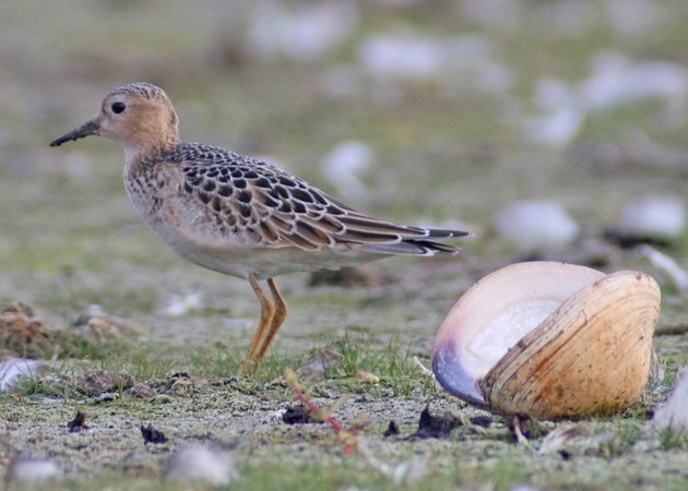 Buff-breasted Sandpiper with shell