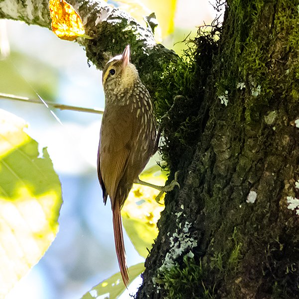 Buff-browed Foliage Gleaner