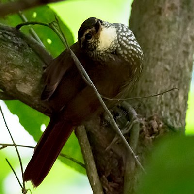 Buff-browed Foliage Gleaner