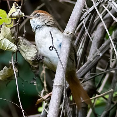 Buff-browed Spinetail