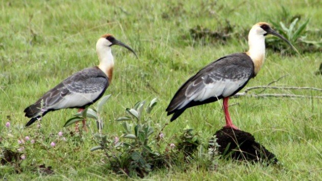 Buff-necked Ibis Natalia