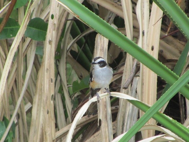 Buff-sided Robin (2)