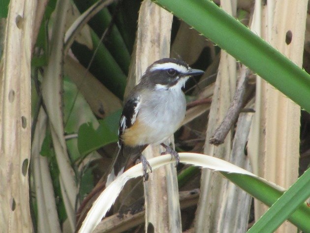 Buff-sided Robin (3)