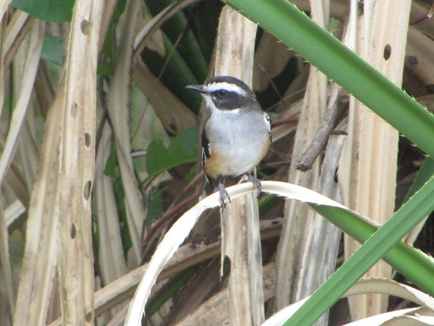 Buff-sided Robin (4)