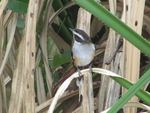 Buff-sided Robin (5)