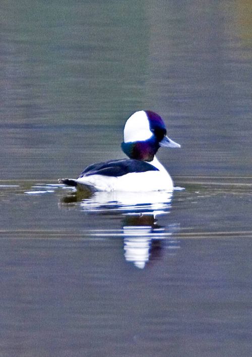 Bufflehead male with crest raised