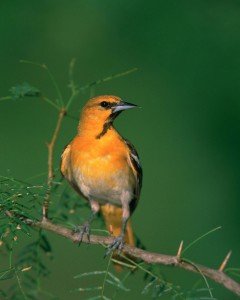 Bullock's Oriole on branch