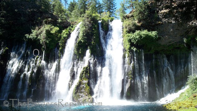 Burney Falls Swift Nest