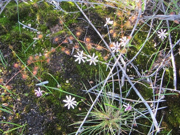 Burra Rock plant life (2)