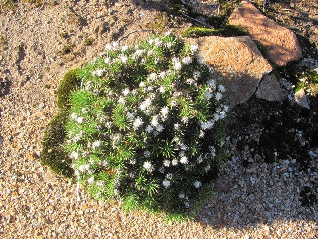 Burra Rock plant life (3)