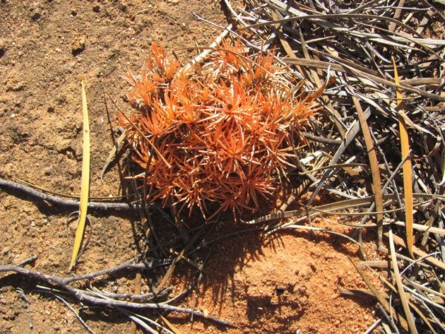 Burra Rock plant life (4)