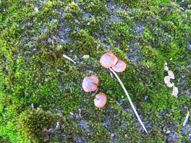 Burra Rock plant life