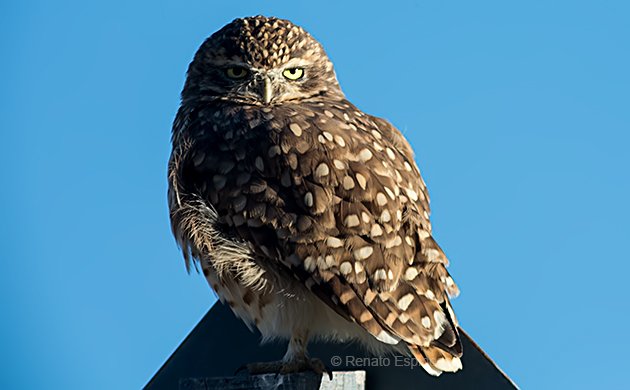 Burrowing Owl