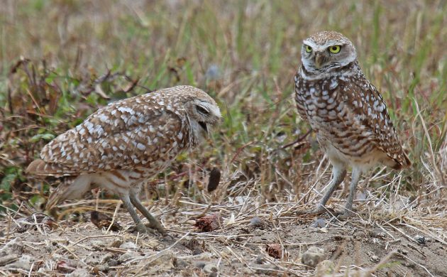 Burrowing Owls