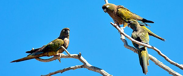 Burrowing Parrot