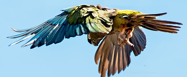 Burrowing Parrot Flying