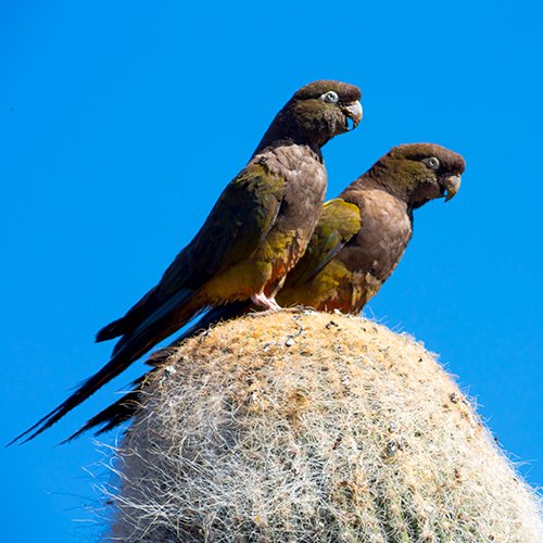 Burrowing-Parrots_007896
