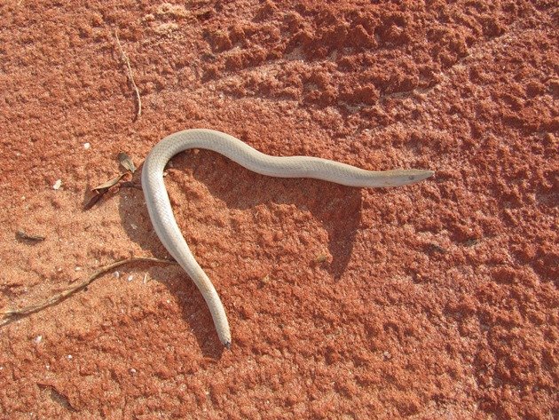 Burton's Snake Lizard