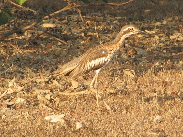 Bush Stone-curlew