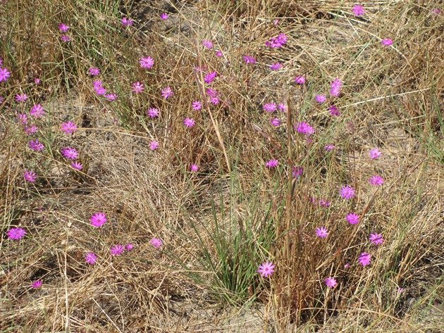 Bush flowers