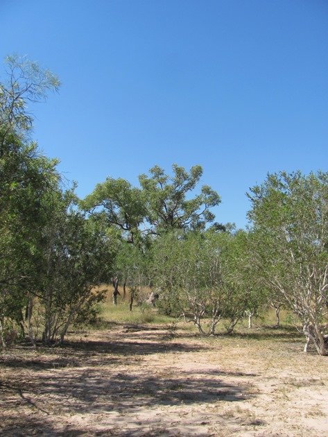 Bush near Broome