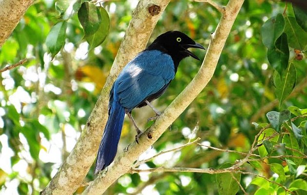 Bushy-crested Jay