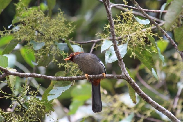 C-H-Laughingthrush 2