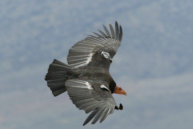 California Condor