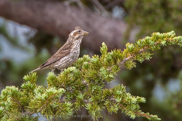 Cassin's Finch Female