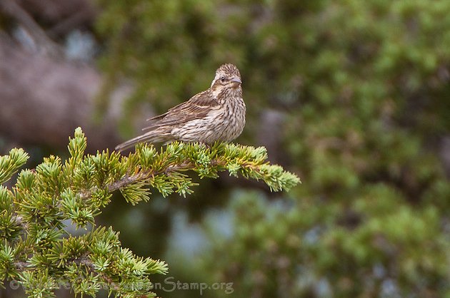 Cassin's Finch Female