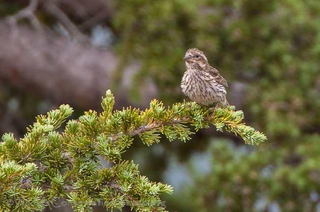 Cassin's Finch Female