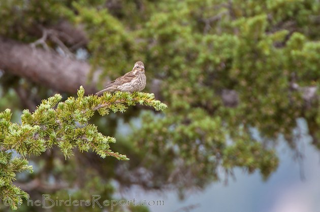 Cassin's Finch Female