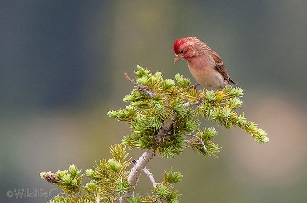 Cassin's Finch Male