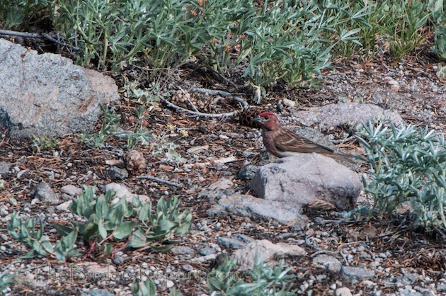 Cassin's Finch Male