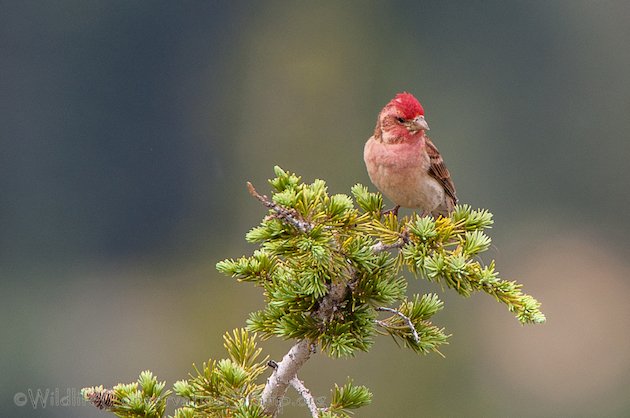 Cassin's Finch Male