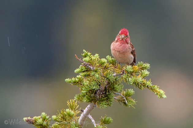 Cassin's Finch Male